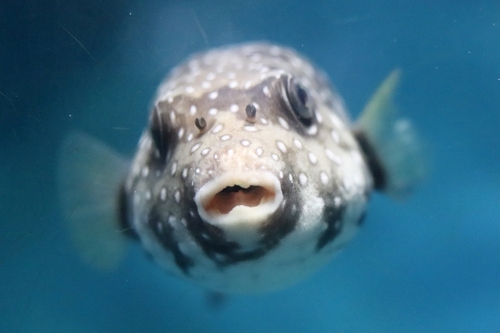 MUSUBI: Fugu -  A Risky Delight That Puffs Up Palates