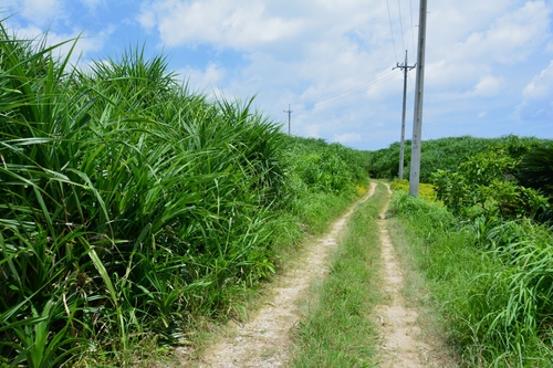 MUSUBI: Countryside Exercise in Japan