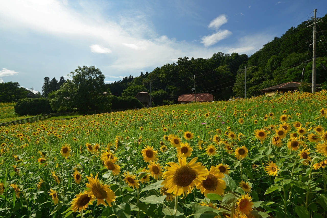 MUSUBI: Area Spotlight on Ayabe City, Kyoto Prefecture