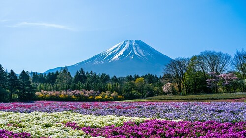 MUSUBI: More Than a Job in Japan: This Is Borderlink
