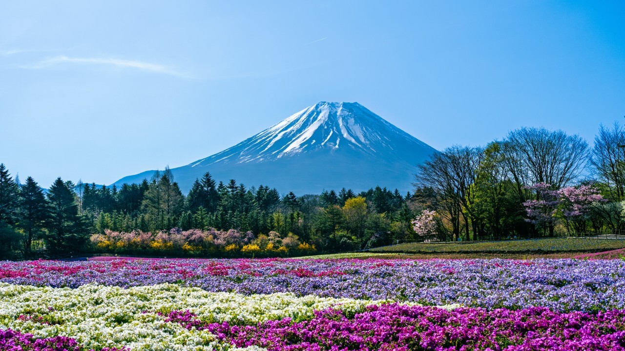 MUSUBI: More Than a Job in Japan: This Is Borderlink